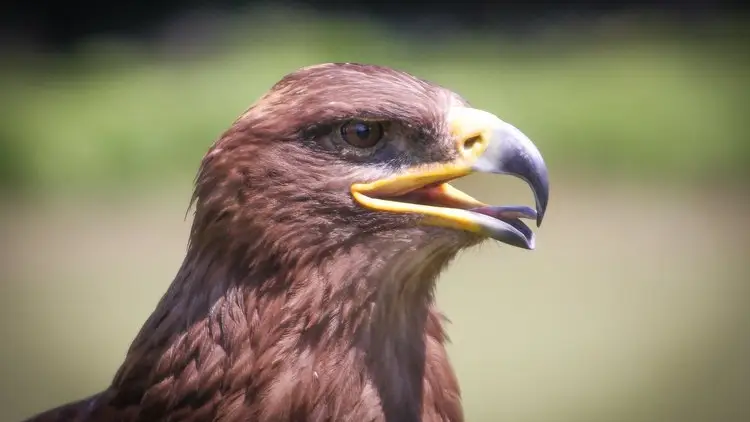 Greifvogelfotografie