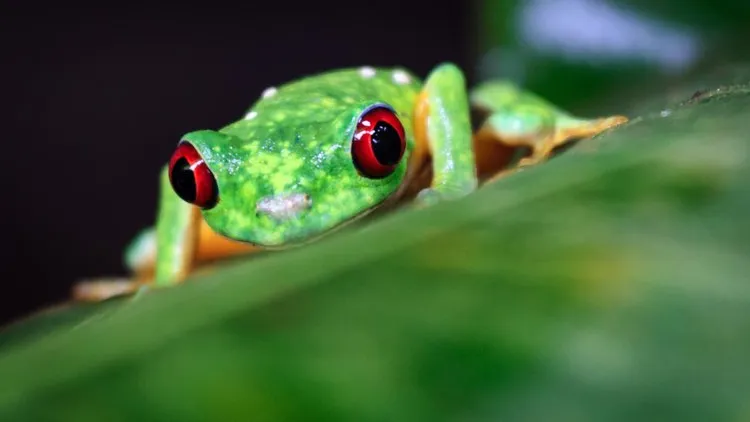 Makrofotografie Outdoor
