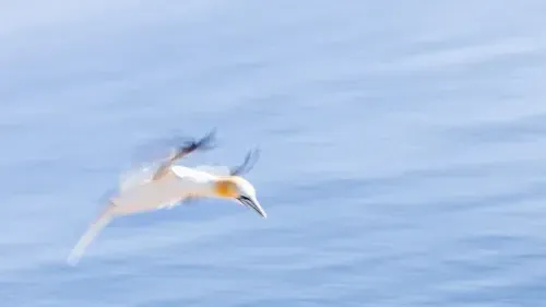 Fotoworkshop Helgoland im Juni