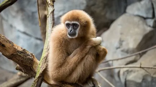 Tierfotografie: Zootiere