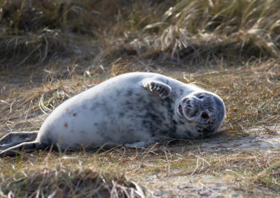 Fotoreise Helgoland-Robbenbabys und Seevögel