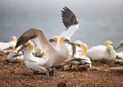 Fotoworkshop Helgoland