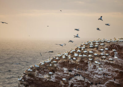 Fotoworkshop Helgoland