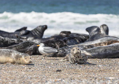 Fotoworkshop Helgoland