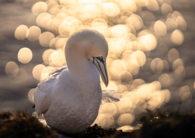 Fotoworkshop Helgoland